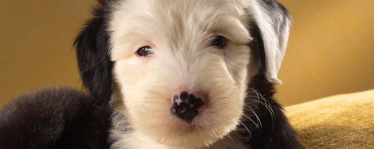 自制狗粮 自制营养美味狗粮的全过程