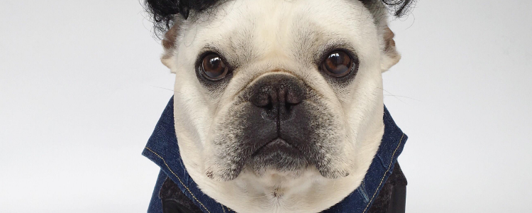 斗牛犬怎么养 饲养斗牛犬需注意什么