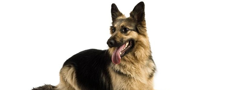 怎么饲养德国牧羊犬? 饲养过程要注意什么?