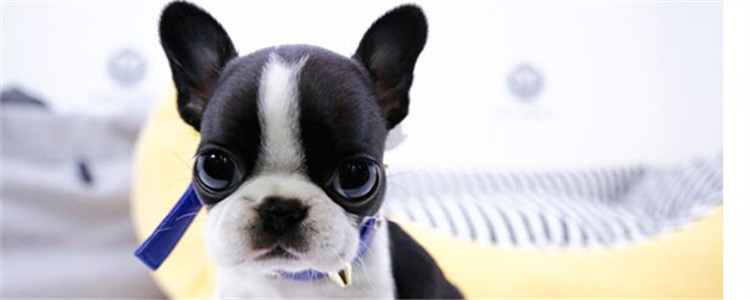 法斗有什么优点 为什么这么多人养法斗