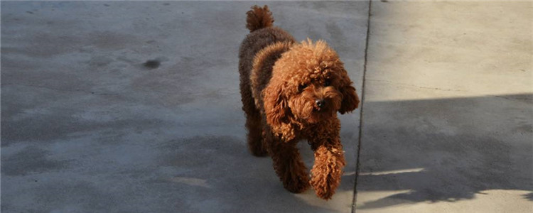 纯种泰迪和串串的区别 其实狗狗纯不纯都不重要