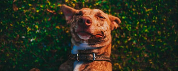 狗狗乱咬鞋子怎么办 如何防止狗狗啃咬鞋子