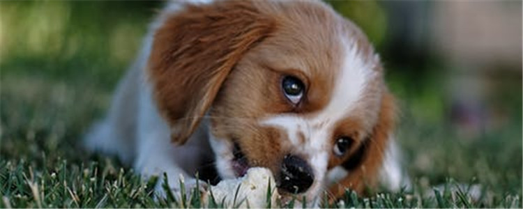 狗狗要排便的表现是什么 可以给小狗准备纸尿裤