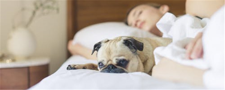 不同狗狗的性格特点 每只狗狗都是最最独特的存在