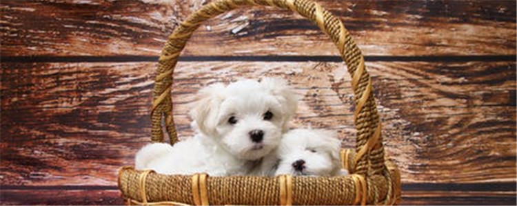 狗狗吠叫是什么意思 狗狗的吠叫代表着不同的意思