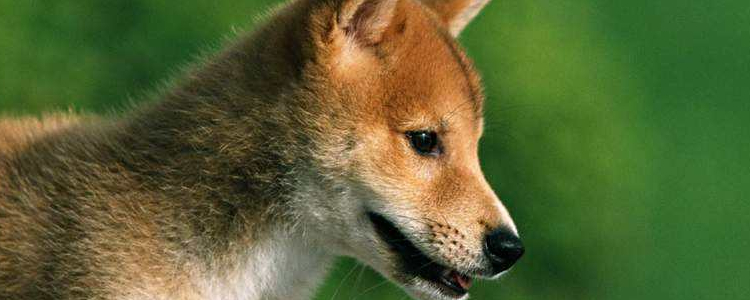 狗狗驱虫药选哪种 该如何选