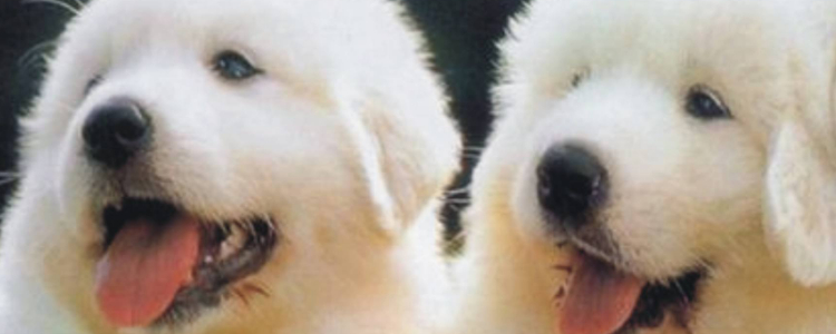 狗狗营养餐 五种狗狗的平民营养药食品