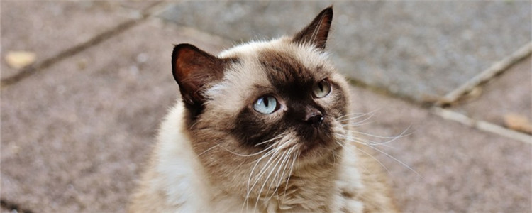 猫一边脸肿大包 猫咪脸肿是怎么了