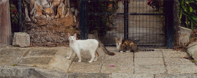 猫两天没拉屎但是撒尿 猫咪难道也会便秘吗