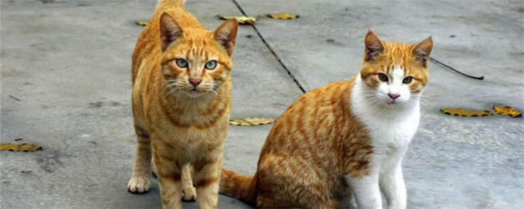 猫什么时候剪指甲 为什么要给猫咪剪指甲