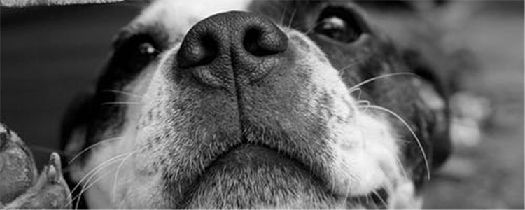 狗狗有皮屑正常吗 狗狗皮屑多的原因是什么