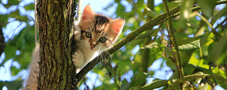 被猫抓了一下红色划痕 不是所有的猫抓都会感染的