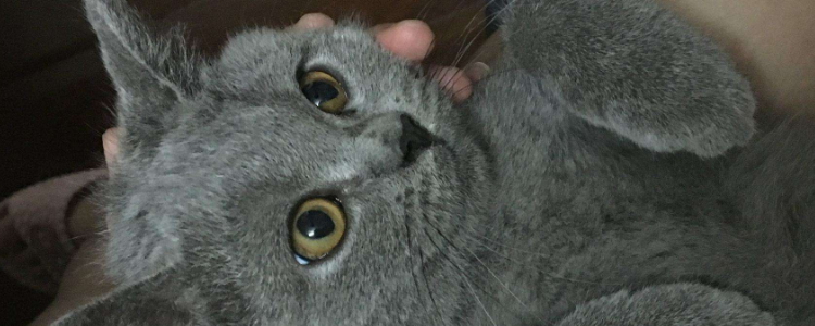蓝猫折耳能活多久 告诉你折耳的猫还是不一样的！