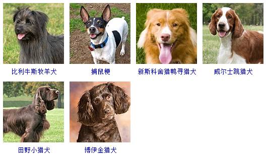 狗品种智商排名图片