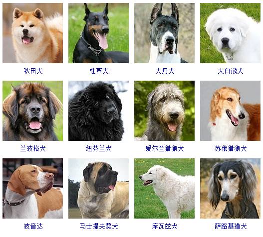 犬种体型分类对照表图片
