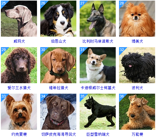 狗的品种排行榜排名图片