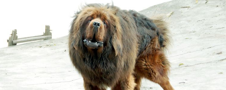 藏獒一般吃什么 藏獒犬吃什么长得快