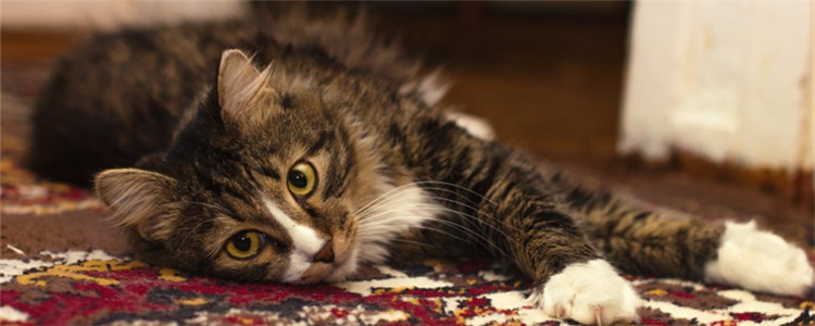 猫咪厌食怎么办 如何增加猫咪的食欲