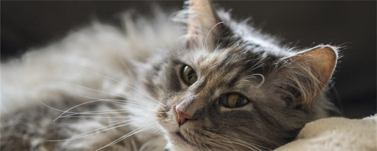 猫身上有皮屑正常吗 猫咪为什么会有皮屑