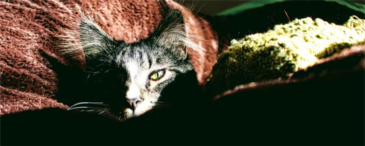 怎么让猫记住自己的名字 给猫咪取个好名字非常重要