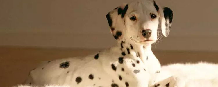 狗狗胃扭转的症状及治疗方法