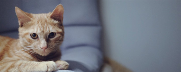 猫咪流口水是为啥 导致猫咪流口水的原因都有哪些