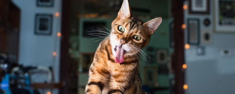 被猫抓没破皮 皮肤有无破皮不是打针的参照标准