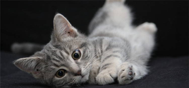 幼猫要怎么饲养 饲养幼猫的技巧有哪些