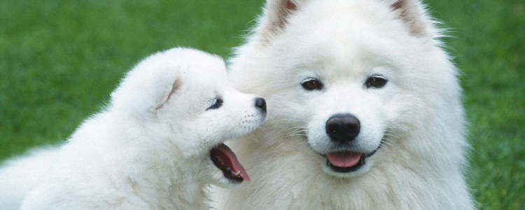 萨摩耶幼犬怎么养 萨摩幼犬的日常饲养中要注意四点