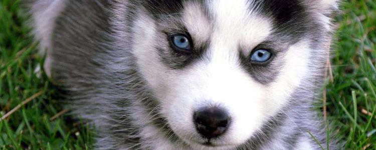 哈士奇护食怎么办 纠正哈士奇犬护食的坏习惯