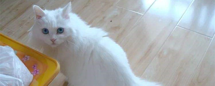 安哥拉猫是什么猫 安哥拉猫为什么那么昂贵