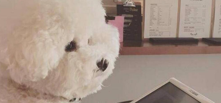 给狗狗拍照的技巧 如何轻松给给狗狗拍照