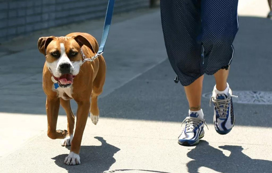 狂犬病發作癥狀 關于狂犬病的預防要知道的事