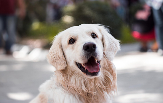 狂犬病發作癥狀 關于狂犬病的預防要知道的事