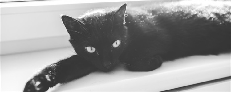 公猫会不孕不育吗 导致公猫繁殖障碍的原因有哪些