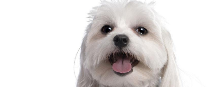 如何给狗狗挑零食 给狗狗挑选零食的三种方法