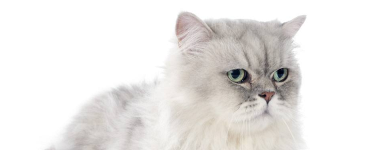 适合猫咪用的消炎药 选择猫咪用的消炎药可得好好选！