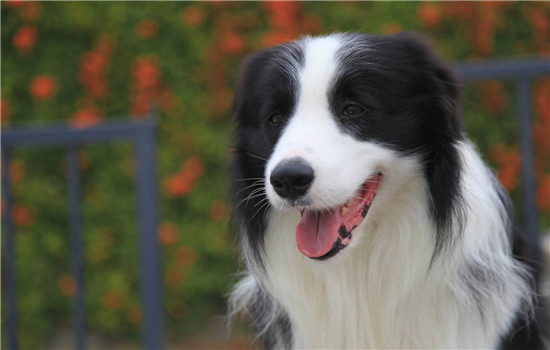 边牧可以吃什么东西 边境牧羊犬吃什么食物较好？