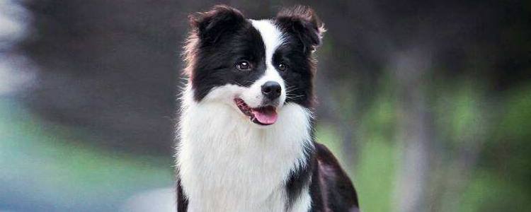 边牧可以吃什么东西 边境牧羊犬吃什么食物较好？