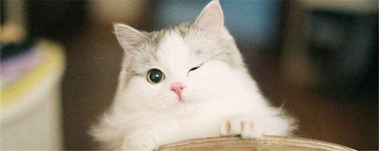 布偶猫是什么猫 布偶猫容易有遗传病吗