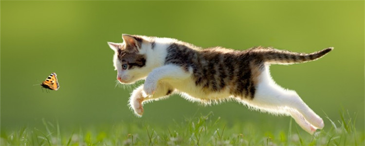 如何判断猫发烧了没 猫咪的正常体温是多少度