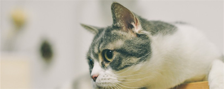 公猫为什么要绝育 给公猫绝育有哪些好处