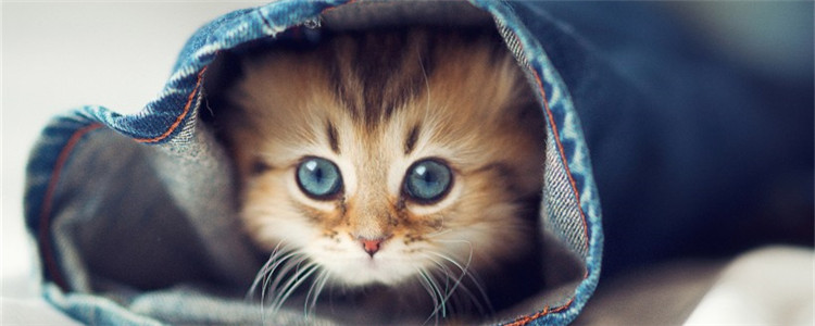 母猫会来月经吗 猫咪为什么不会来大姨妈