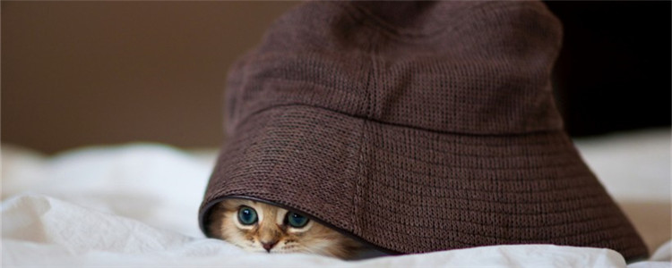 猫咪出血是怎么回事 是不是猫咪来大姨妈了