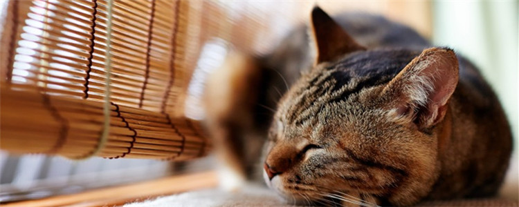 猫晚上突然叫 猫咪为什么会半夜惨叫