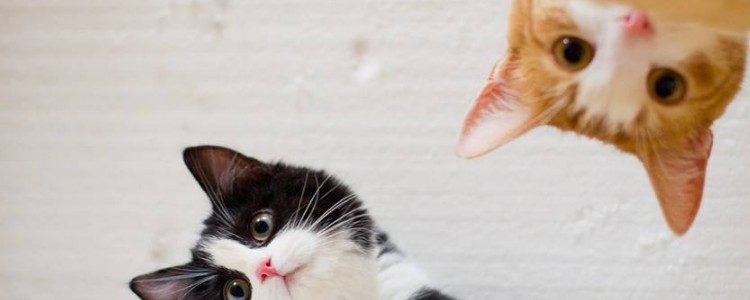 40多天的小猫怎么养 小猫饲养的每一步都很重要！