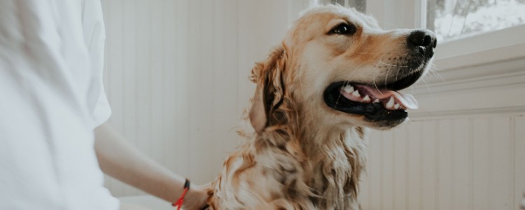 金毛幼犬喂养指南 教你怎么喂养狗狗