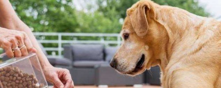 狗狗吃狗粮有什么好处 狗狗最好以狗粮为主哦