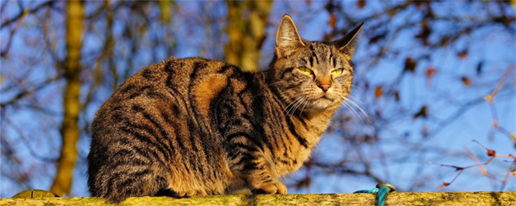 猫会生空胎盘 为什么只有胎盘没有小猫