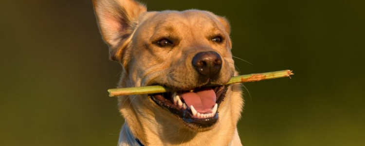 狗狗为什么要磨牙齿 狗狗磨牙的原因有哪些